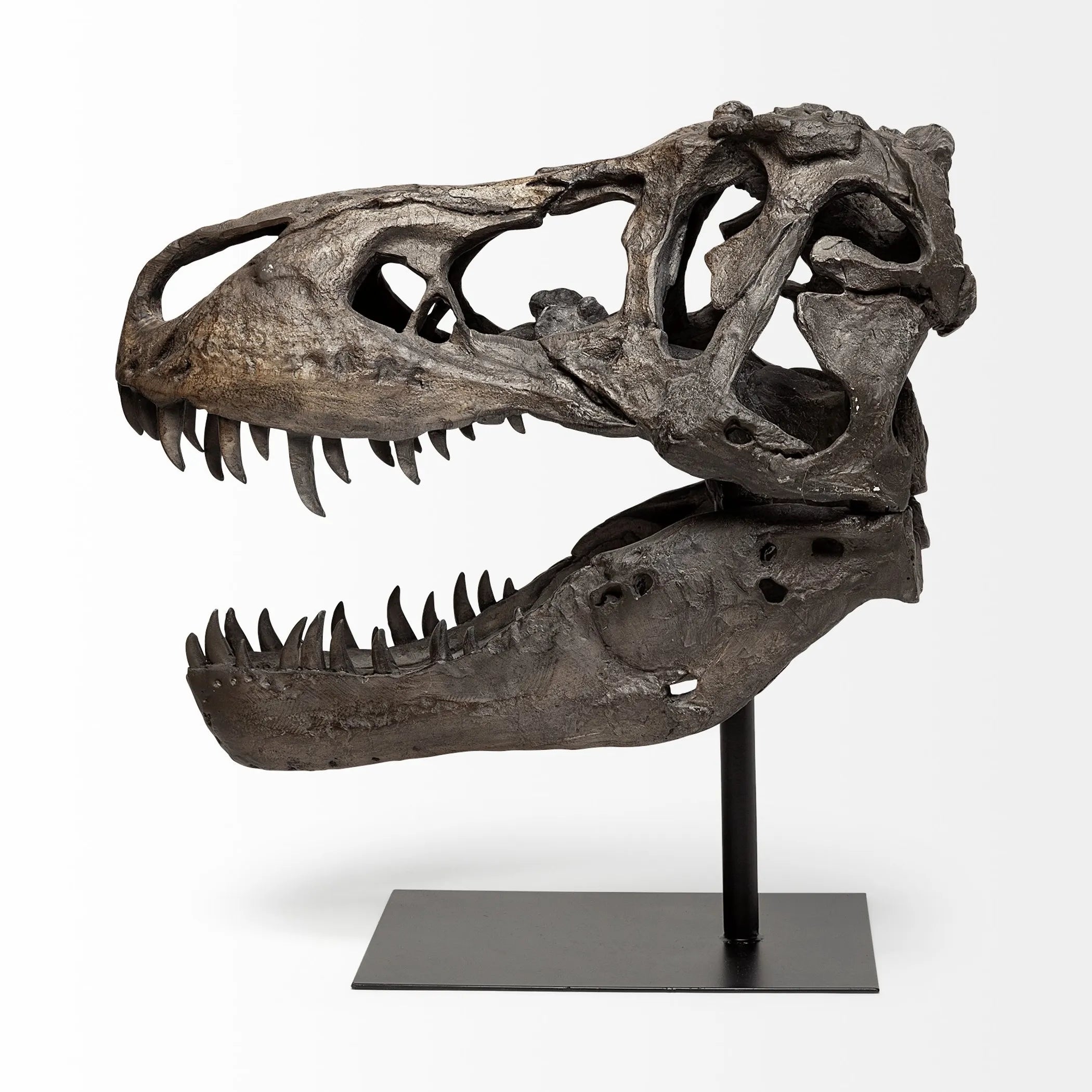 Authentic Replica T Rex Skull Sculpture — view 3
